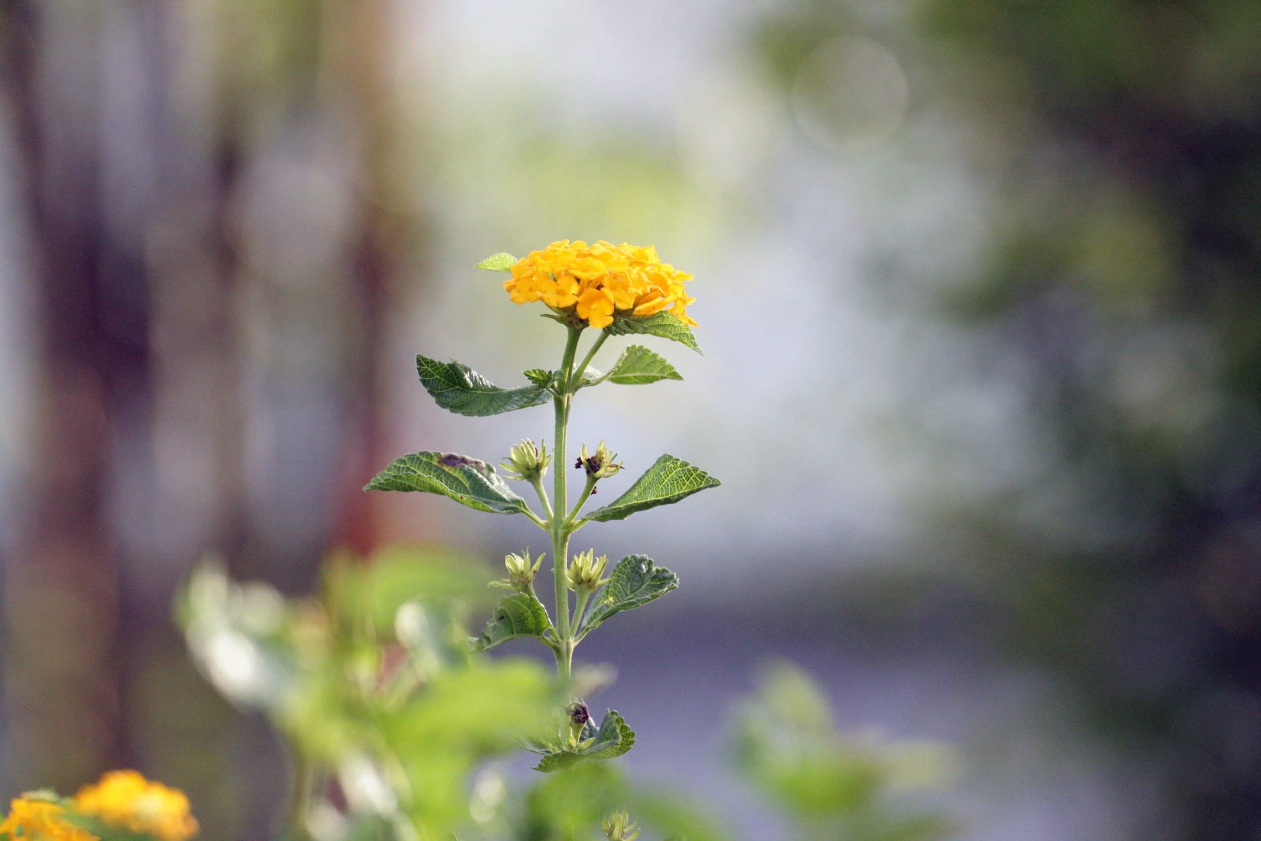 Photograph 06 by Anson Aswat